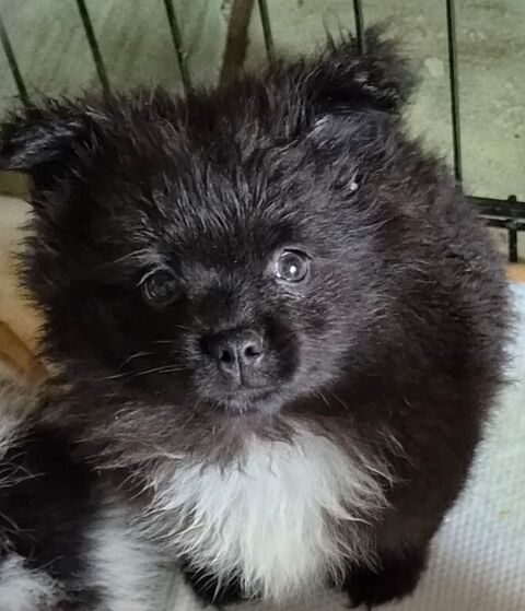 Spitz 700 80170 Vrély