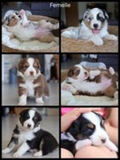   Chiots berger australien  