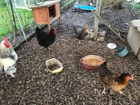 3 poules + 1 coq
40 79210 Saint-hilaire-la-palud
