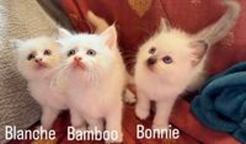   Adorables chatons LOOF Sacré de Birmanie  