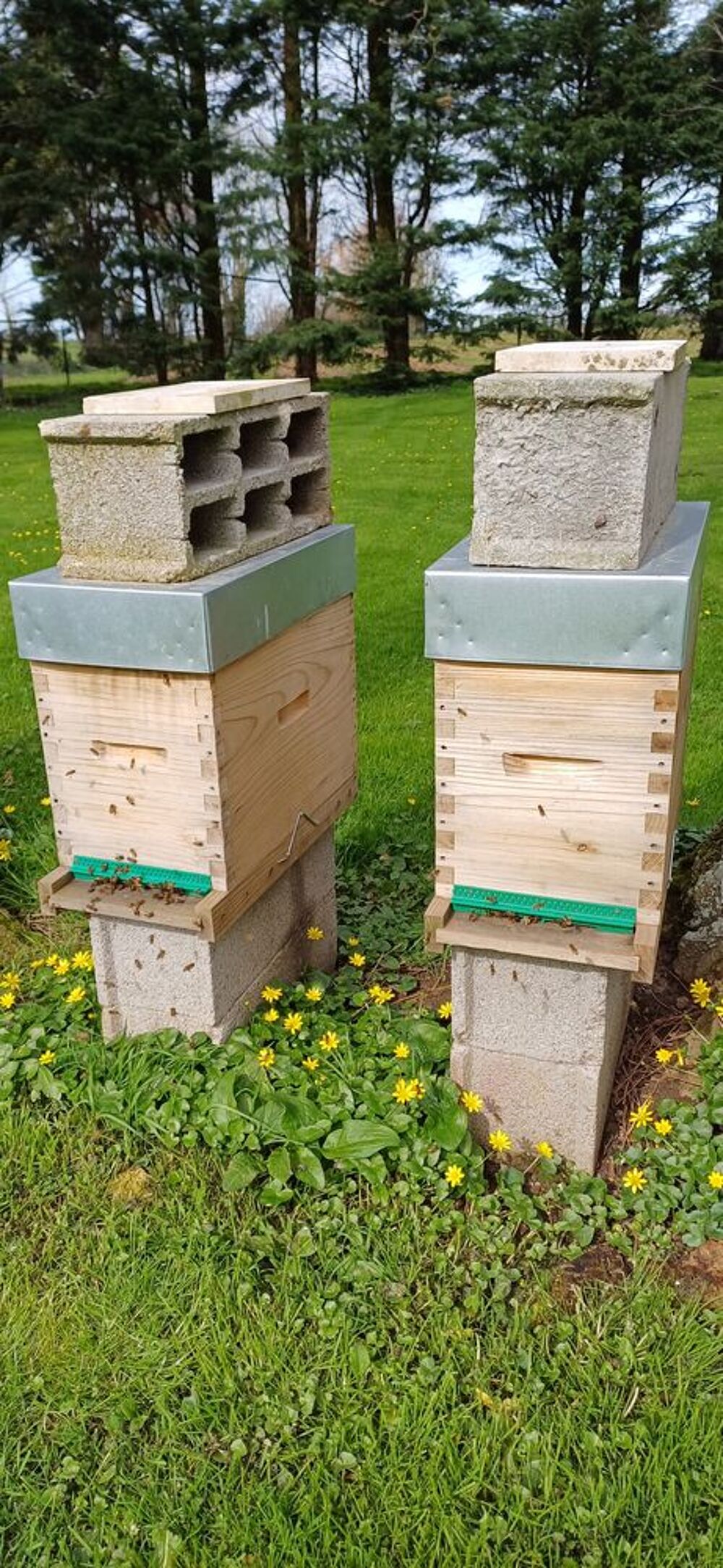   Essaims Colonie d'abeilles 