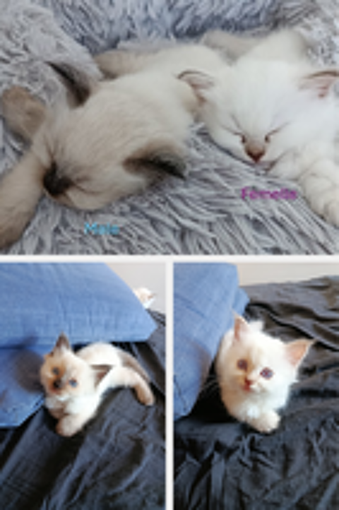  Chatons à la recherche de leur famille  