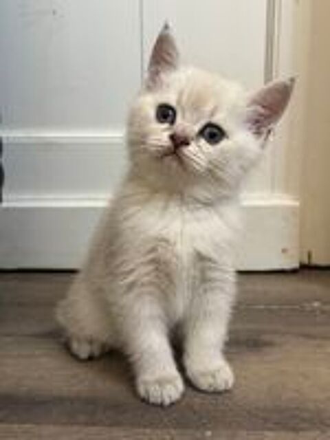   Chatons British Shorthair  
