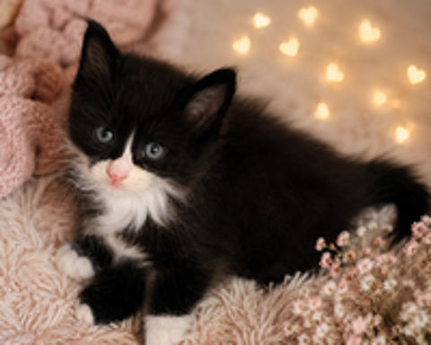   Croisé Maine Coon  