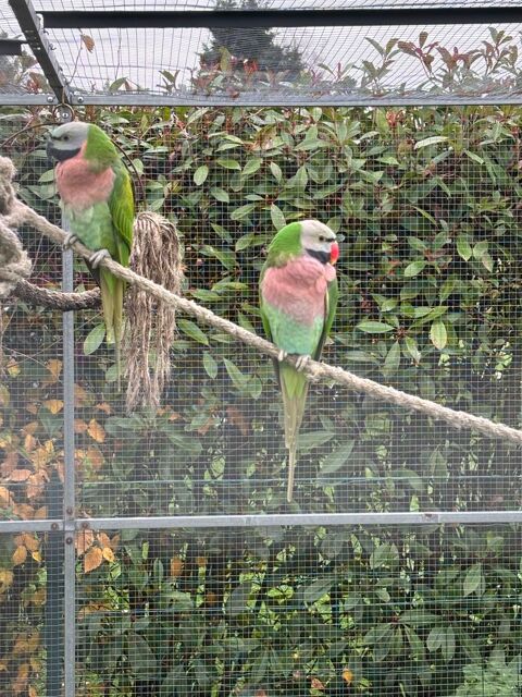 Couple reproducteur perruche &agrave; moustache 200 27450 Saint-�tienne-l'allier