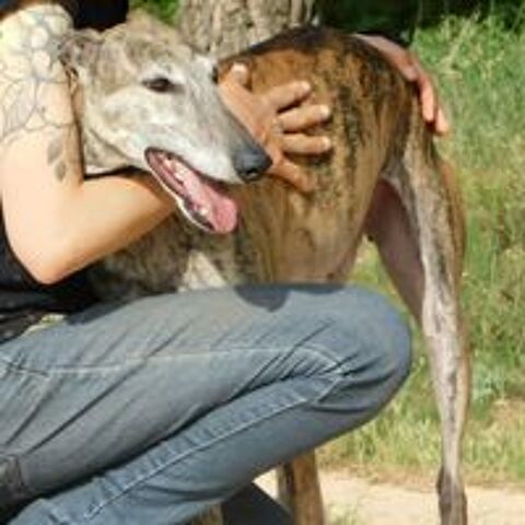   Kenia, galga bringée très câline  