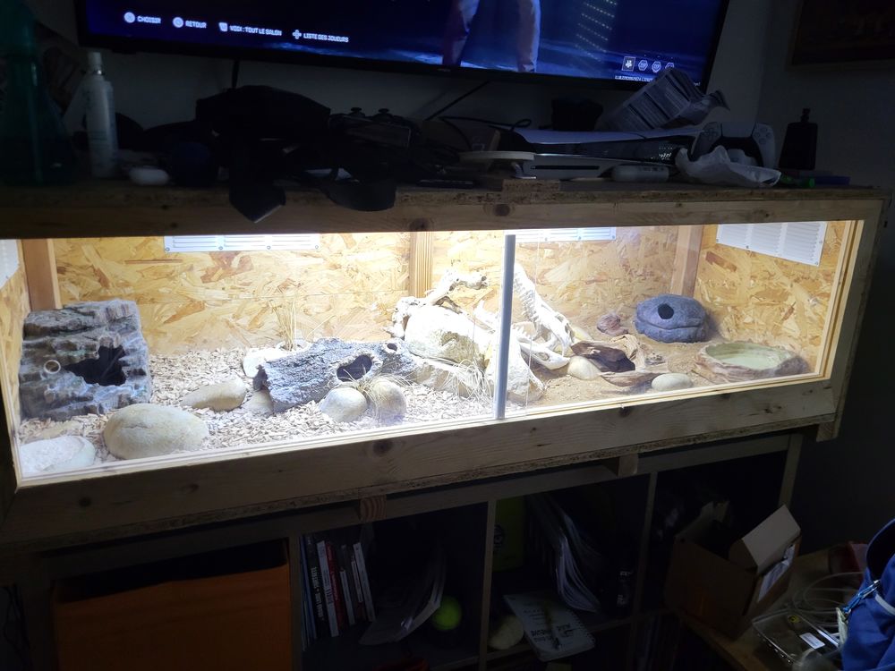   Gecko léopard  