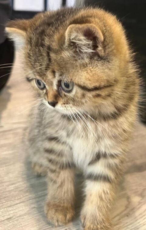 British shorthair chaton mâle Golden 1150 92700 Colombes