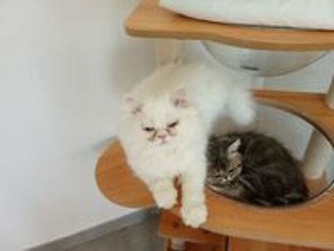   Chaton persan  