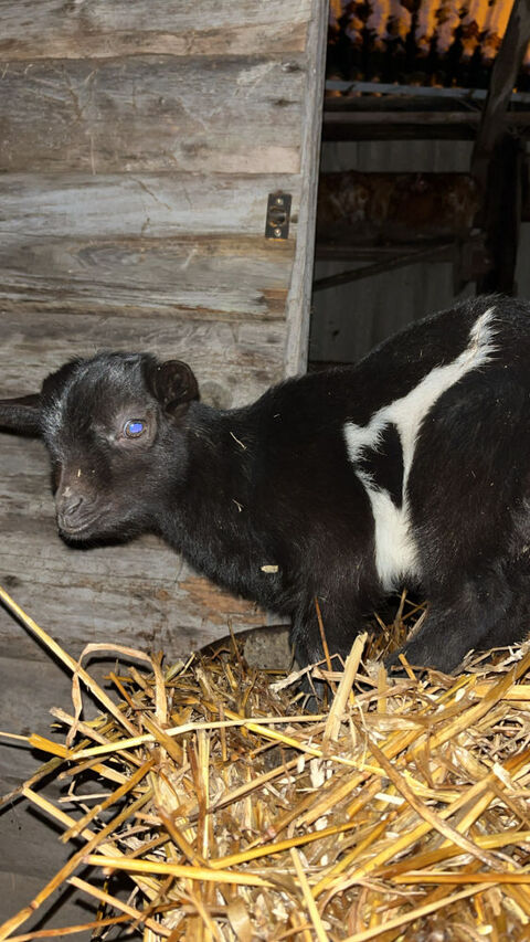 Chevreau &agrave; r&eacute;serv&eacute;e 50 80290 Poix-de-picardie