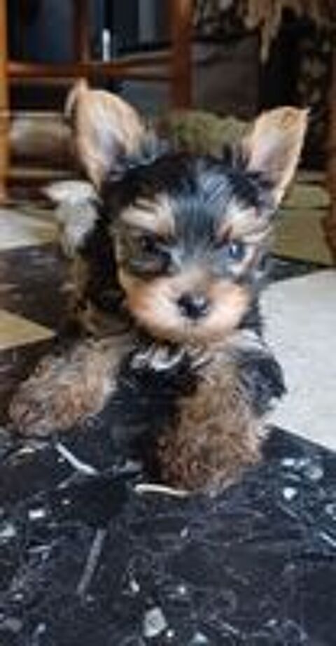   Chiots  yorkshire  