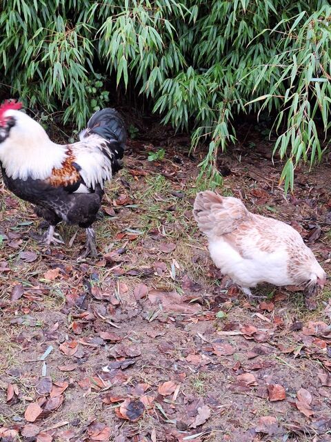 Couple faverolle allemand 35 56190 Muzillac