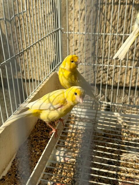 Oiseau canari jaune  25 93330 Neuilly-sur-marne