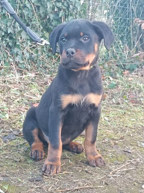 Chiots Rottweiller LOF Disponible 900 86480 Rouill�