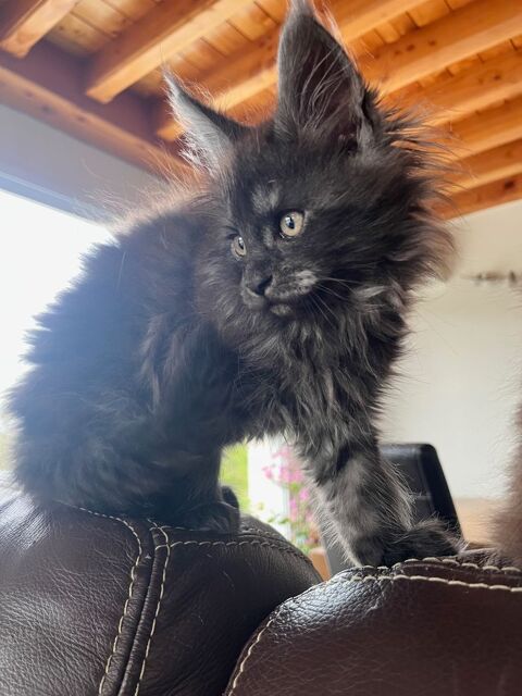 Chaton femelle Maine Coon 1000 42650 Saint-jean-bonnefonds