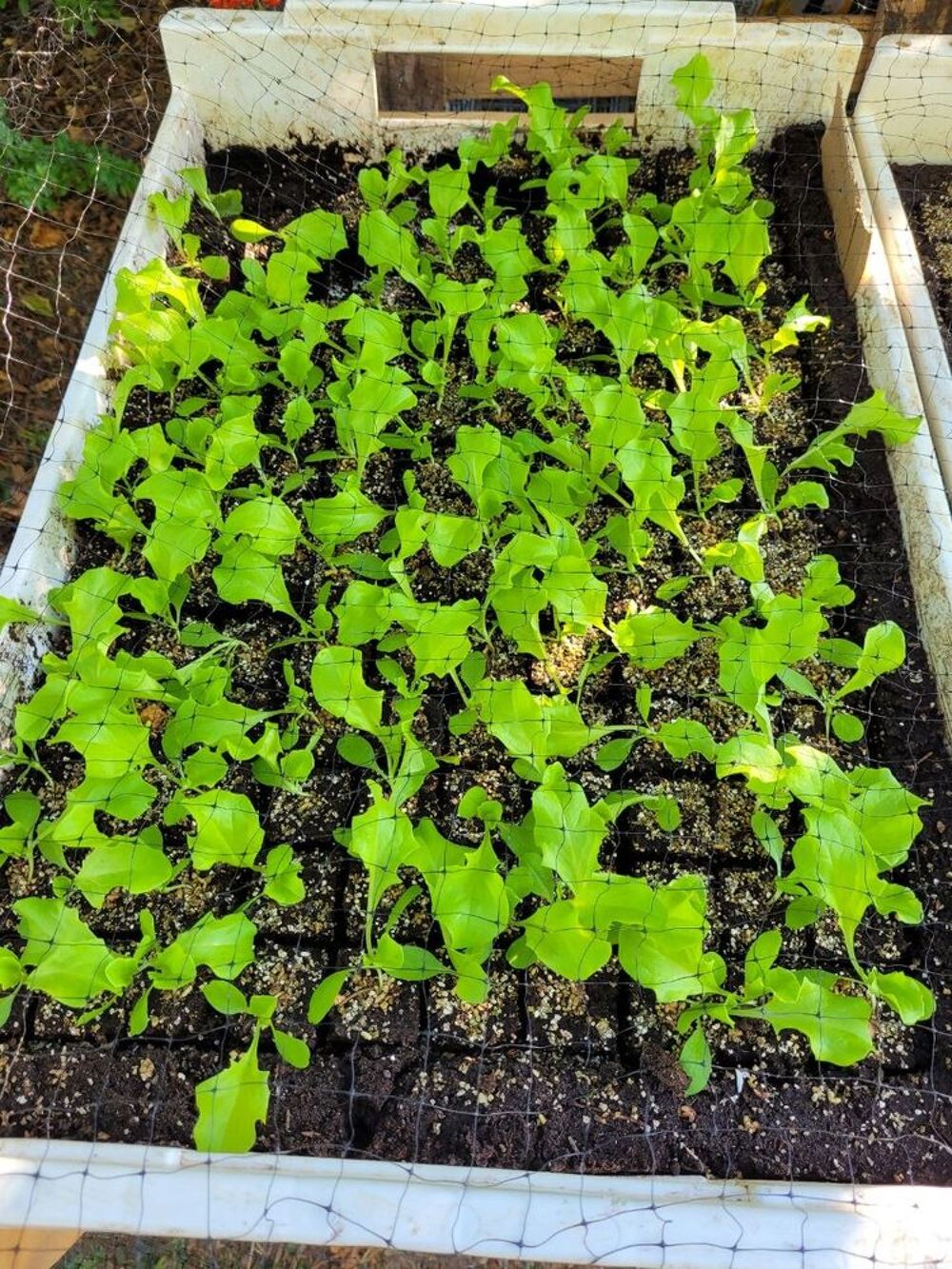 Plants de Salades Biologique Jardin