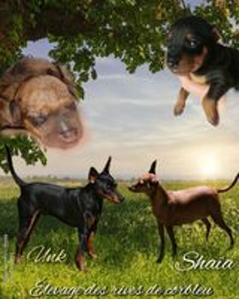   Pinscher nain 