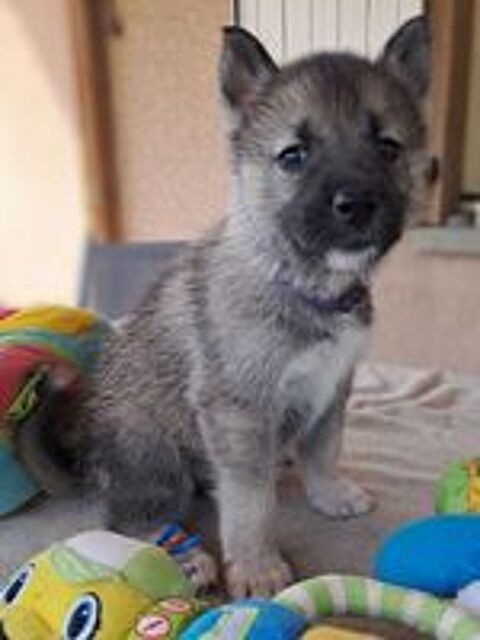   Chiots type husky sibérien 