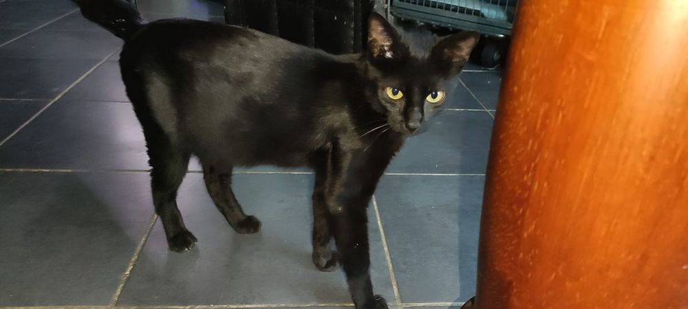   Chat MOUMOUNE � l adoption 