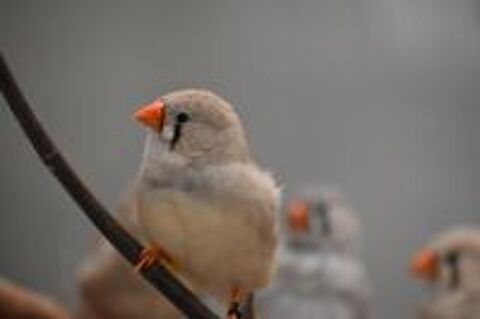  Mandarins classiques  