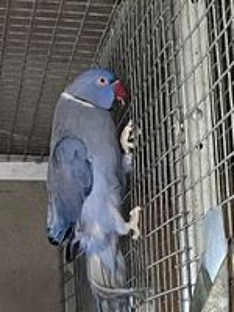   Perruche collier  
