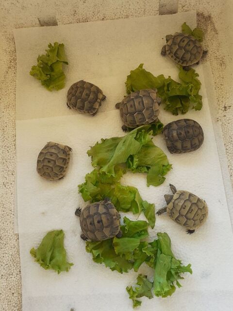  tortues juveniles 40 34450 Vias