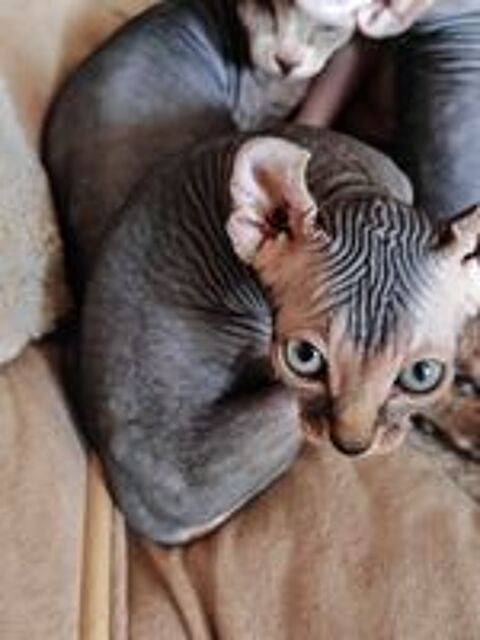   Chaton ELF bouches du rhone 