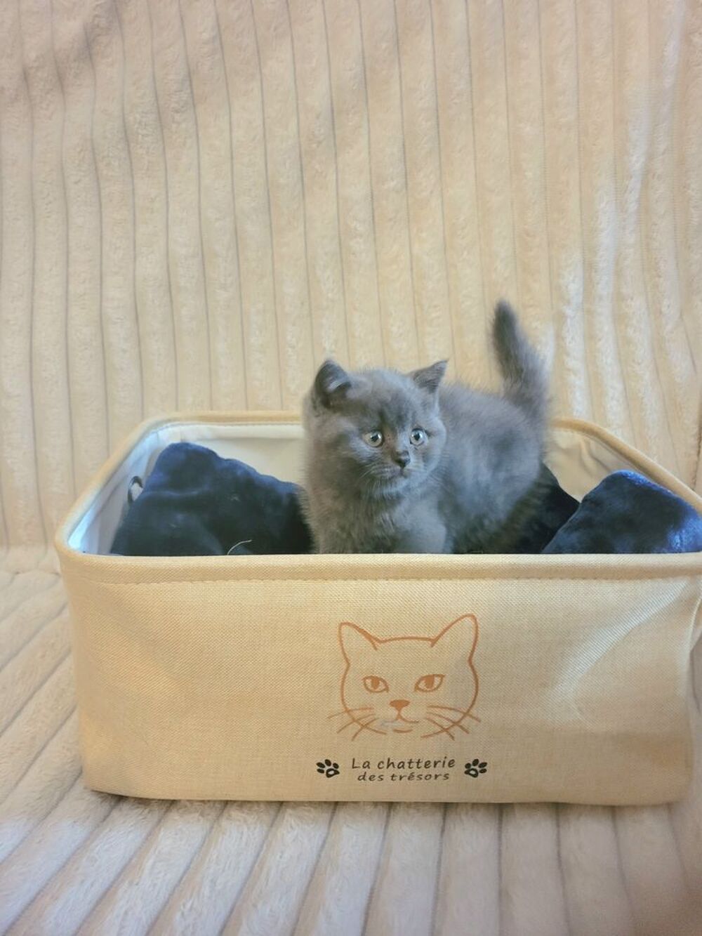   Chaton british shorthair  