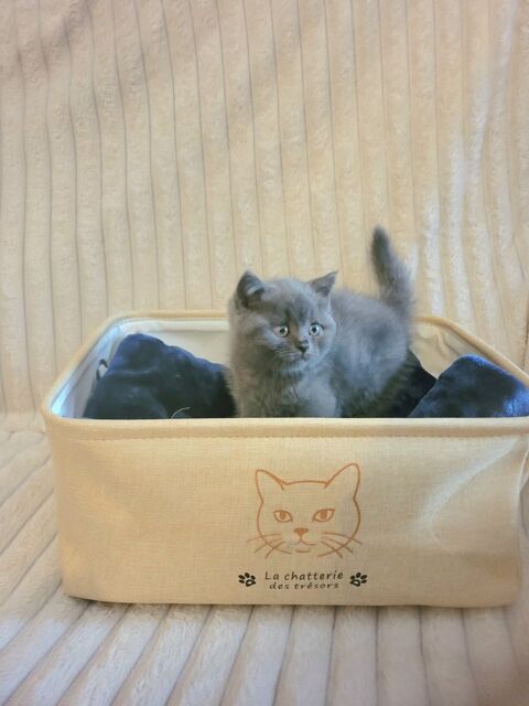 Chaton british shorthair 1090 59230 Saint-amand-les-eaux