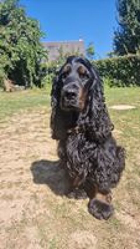  A réserver chiots Cockers Spaniels Anglais 