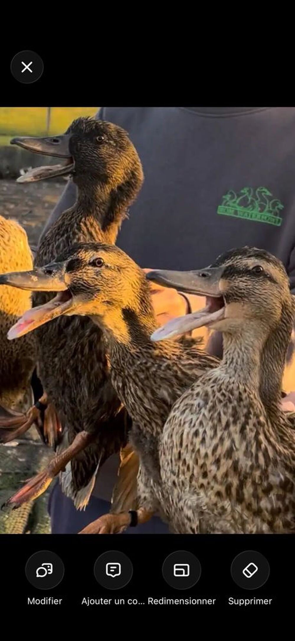   canard ornement 