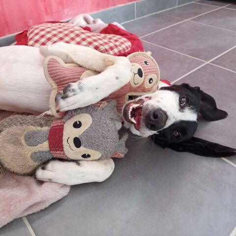 LIZZY 280 26100 Romans-sur-is�re