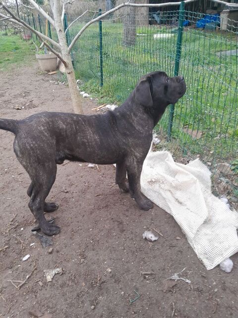 chiots type cane corso 16400 La couronne