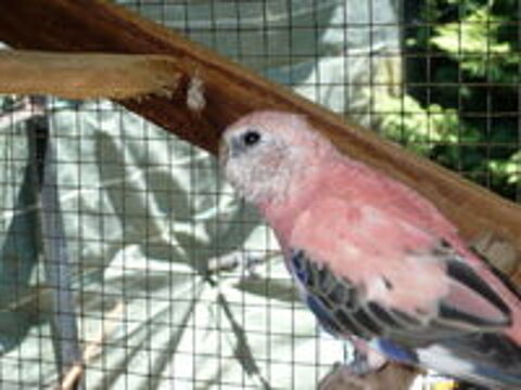   Perruche de Bourke Opaline  