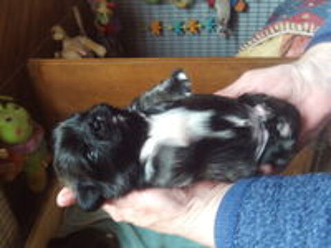   Trés beaux bébés pekinois lof  
