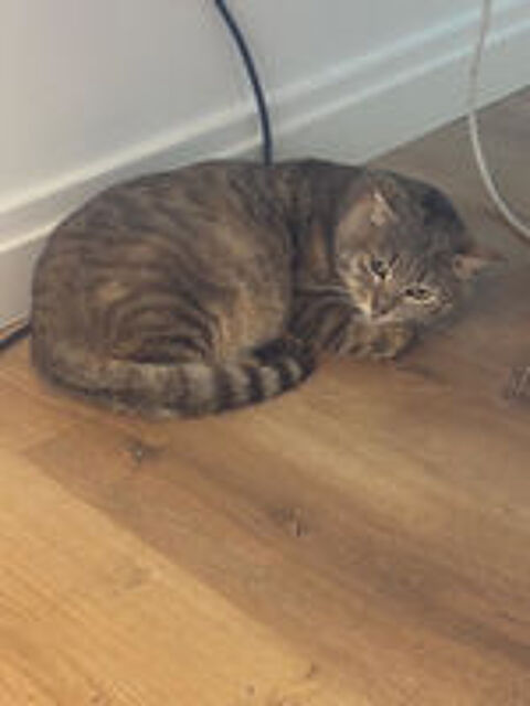   BOUBOU SE TROUVE EN FAMILLE D'ACCUEIL 94 