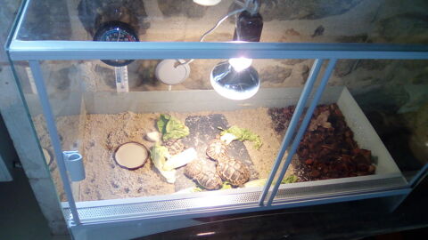 Terrarium 60x40x40 75 24470 Saint-pardoux-la-rivi�re