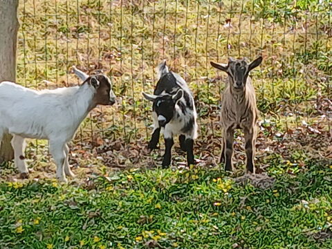 bouc main et biquette naine 50 37370 Bueil-en-touraine