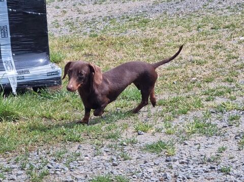 Chienne teckel pedigree 3kg 18mois 2500 22120 Pommeret