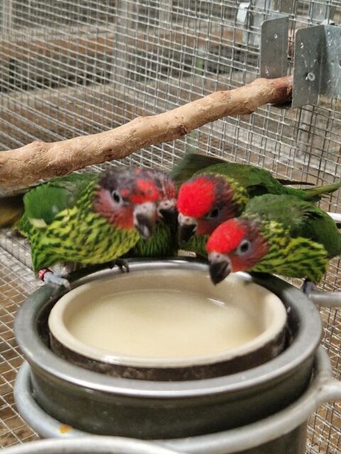 loriquet de Goldies 250 83000 Toulon