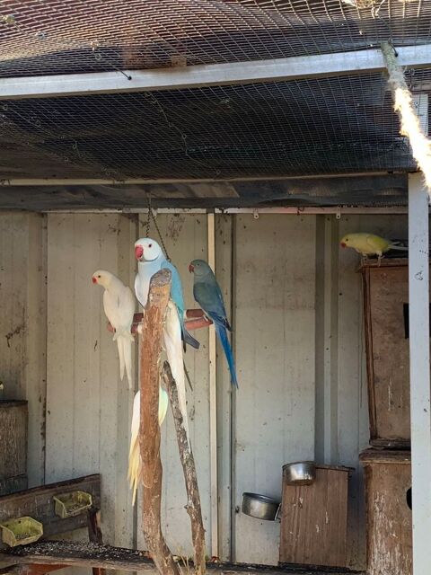 perruches à  collier et conures 0 33140 Villenave-d'ornon