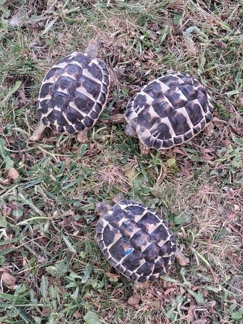 Tortue de terre 145 17700 Surg�res