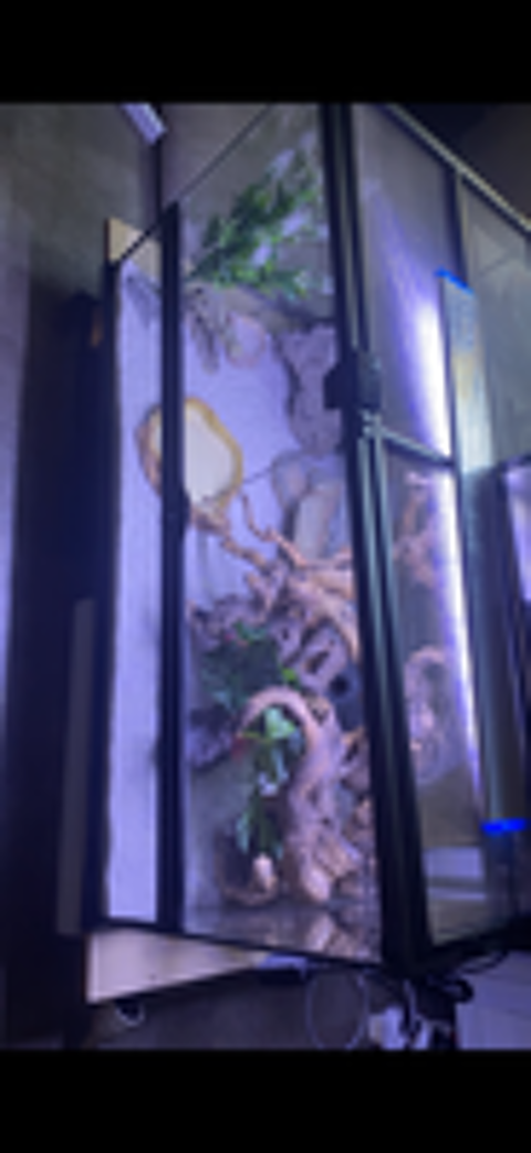   Terrarium reptile 