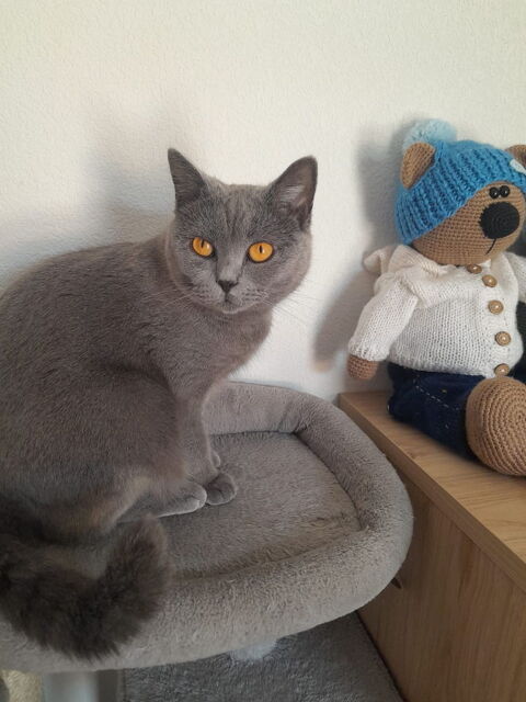 Chatons Chartreux 900 83510 Lorgues