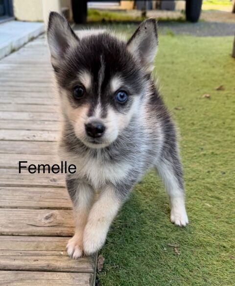 Chiots pomsky m&acirc;les et femelle disponibles 1500 44210 Pornic