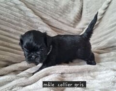   A réserver magnifiques chiots mâles Shih-tzu lof 