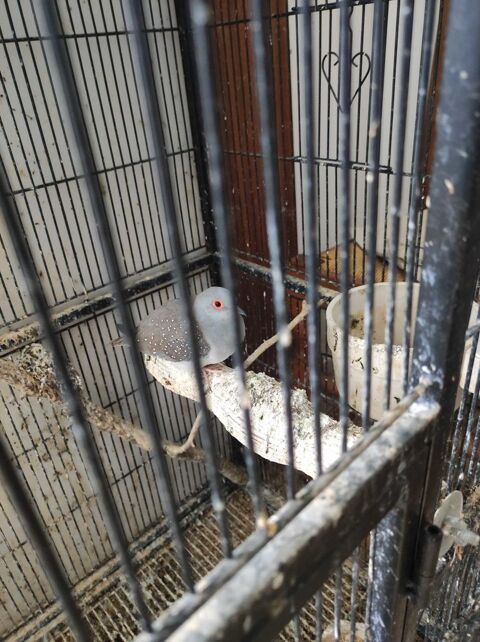 oiseau+colombe+diamant 15 M�nesplet (24)