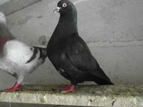   pigeons hubbel nés en 2024/2025.  