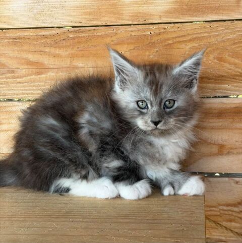 🐾✨ Maine Coon LOOF – Polydactyles – Gros gabarit 🦁 – Tests R.A.S 🧬 – Prestigieuses origines ✨ 1490 66450 Pollestres