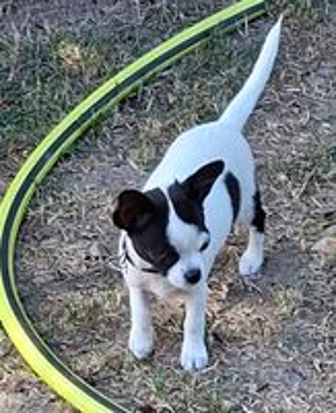   Chiot chihuahua femelle 